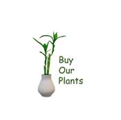 buy plants